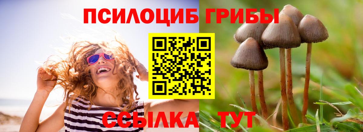 Псилоцибиновые грибы Cubensis  Вход с VPN  Зима 